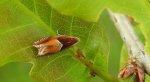 Zwójka - Ancylis mitterbacheriana