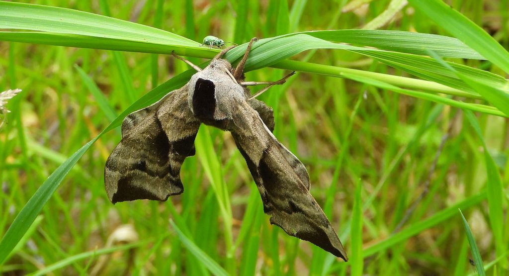 Nastrosz półpawik, gryzuń półpawik (Smerinthus ocellata syn. Smerinthus ocellatus)