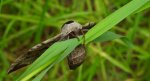 Nastrosz półpawik, gryzuń półpawik (Smerinthus ocellata syn. Smerinthus ocellatus)