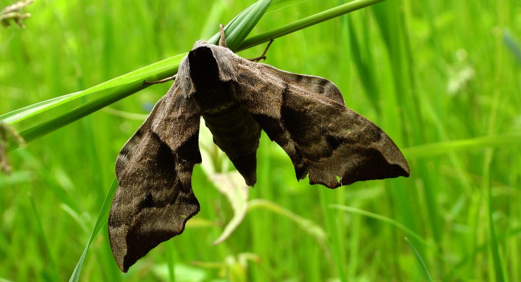 Nastrosz półpawik, gryzuń półpawik (Smerinthus ocellata syn. Smerinthus ocellatus)