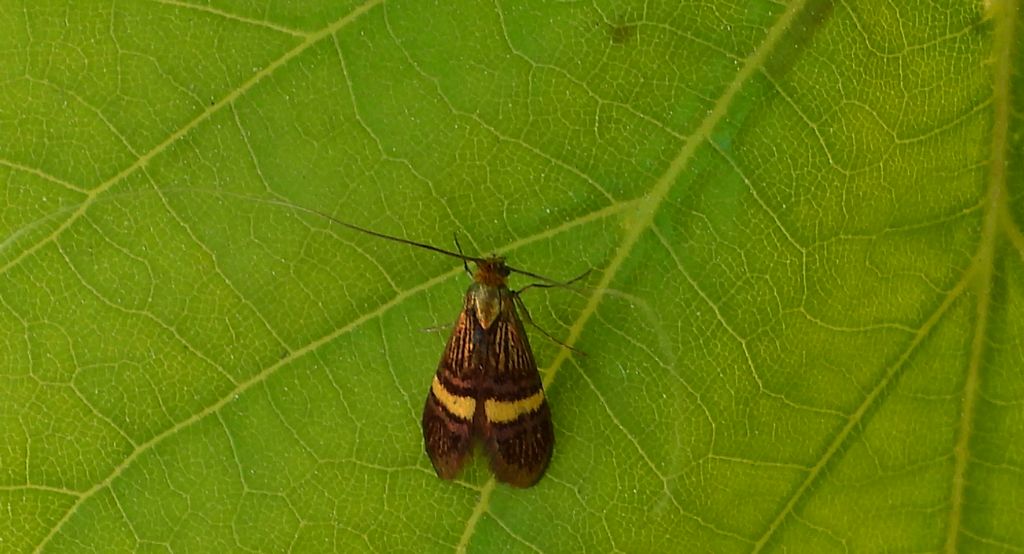 Wąsateczka zawilczaneczka (Nemophora degeerella)