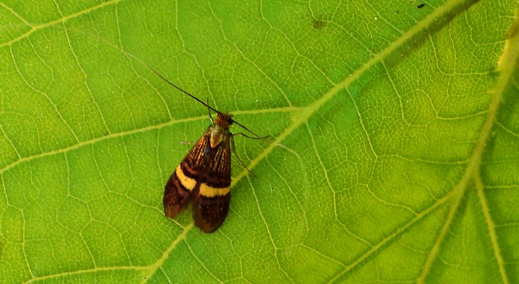 Wąsateczka zawilczaneczka (Nemophora degeerella)