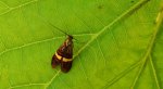 Wąsateczka zawilczaneczka (Nemophora degeerella)