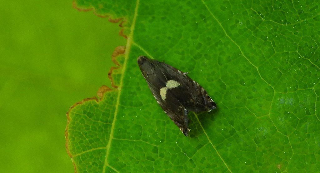 Piśmica klonóweczka (Cydia inquinatana)