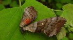 Nastrosz topolowiec (Laothoe populi syn. Smerinthus populi)
