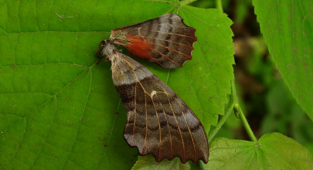 Nastrosz topolowiec (Laothoe populi syn. Smerinthus populi)