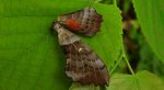 Nastrosz topolowiec (Laothoe populi syn. Smerinthus populi)