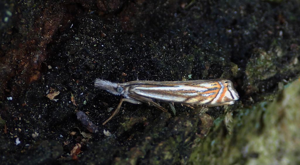 Wachlarzyk gajowy (Crambus lathoniellus)