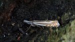 Wachlarzyk gajowy (Crambus lathoniellus)