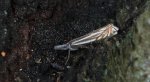 Wachlarzyk gajowy (Crambus lathoniellus)