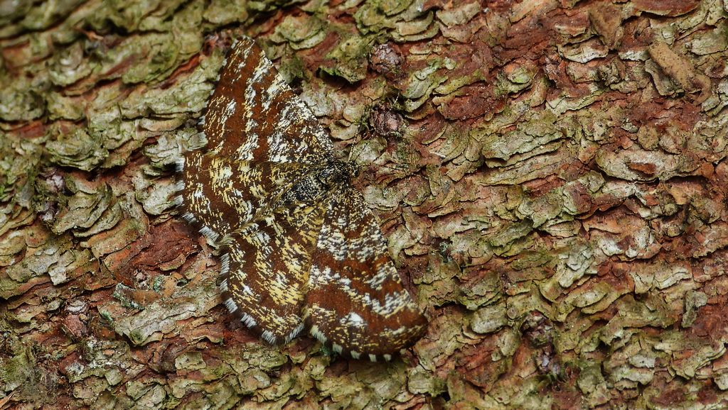 Poproch pylinkowiak (Ematurga atomaria)