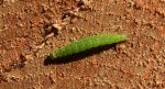 Tantniś krzyżowiaczek (Plutella xylostella)