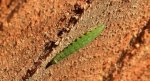 Tantniś krzyżowiaczek (Plutella xylostella)