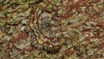 Poproch pylinkowiak (Ematurga atomaria)