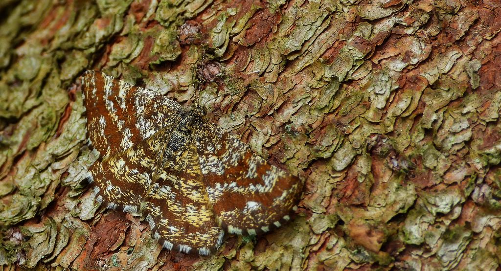 Poproch pylinkowiak (Ematurga atomaria)