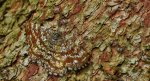 Poproch pylinkowiak (Ematurga atomaria)