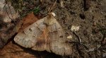 Płochlica księżycówka (Minucia lunaris)