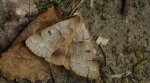 Płochlica księżycówka (Minucia lunaris)