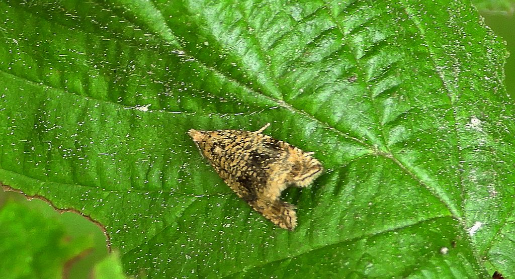 Zwójka - Celypha lacunana