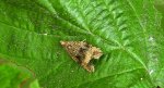 Zwójka - Celypha lacunana