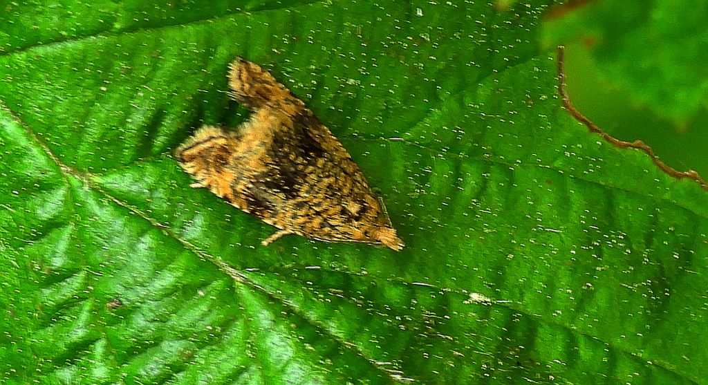 Zwójka - Celypha lacunana