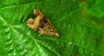 Zwójka - Celypha lacunana