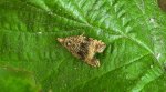 Zwójka - Celypha lacunana