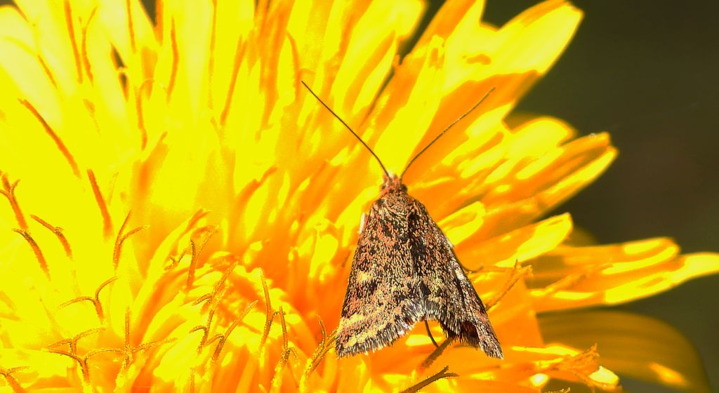 Płomienka łąkowa (Pyrausta despicata)