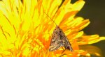 Płomienka łąkowa (Pyrausta despicata)