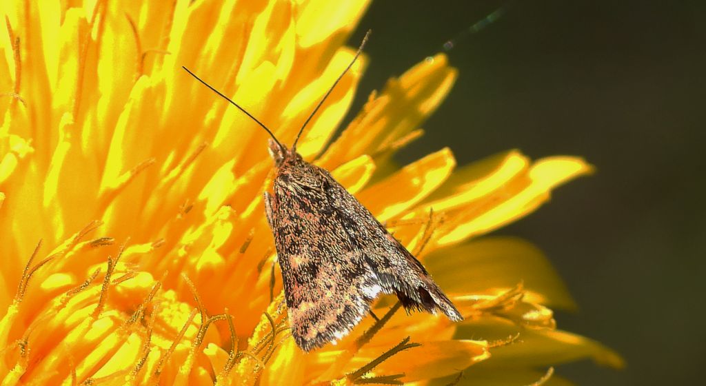 Płomienka łąkowa (Pyrausta despicata)