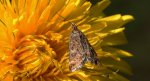 Płomienka łąkowa (Pyrausta despicata)