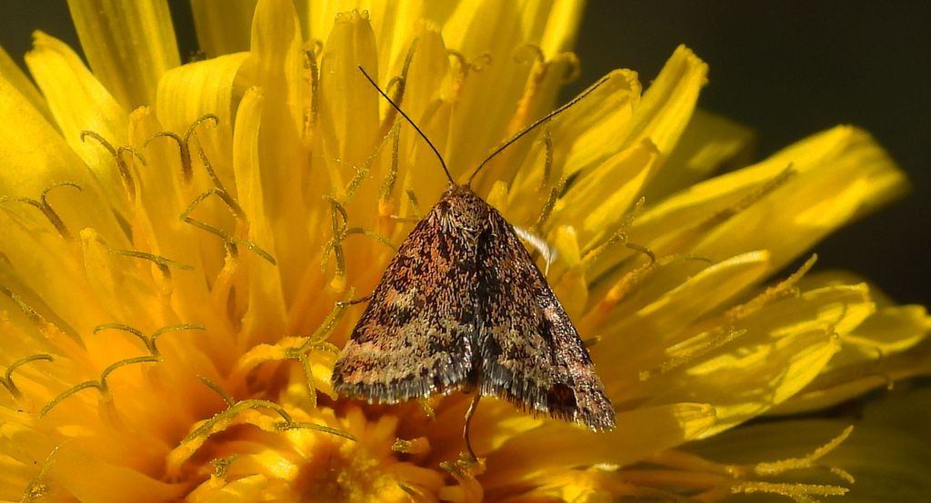 Płomienka łąkowa (Pyrausta despicata)