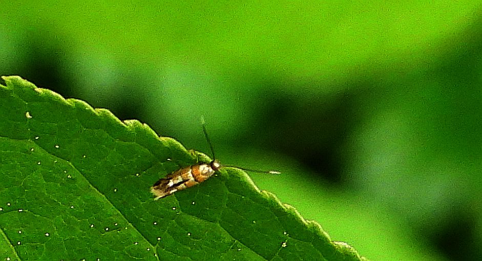 Phyllonorycter stettinensis