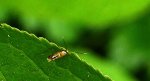 Phyllonorycter stettinensis