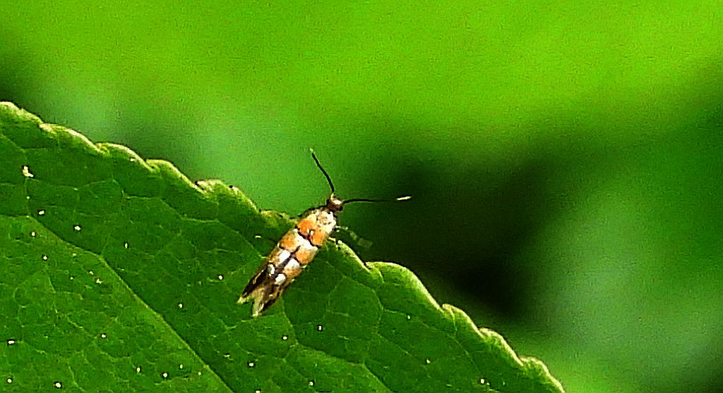 Phyllonorycter stettinensis