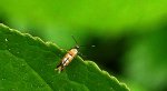 Phyllonorycter stettinensis
