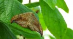 Wycinka sierpianka (Drepana falcataria)