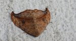 Wycinka sierpianka (Drepana falcataria)