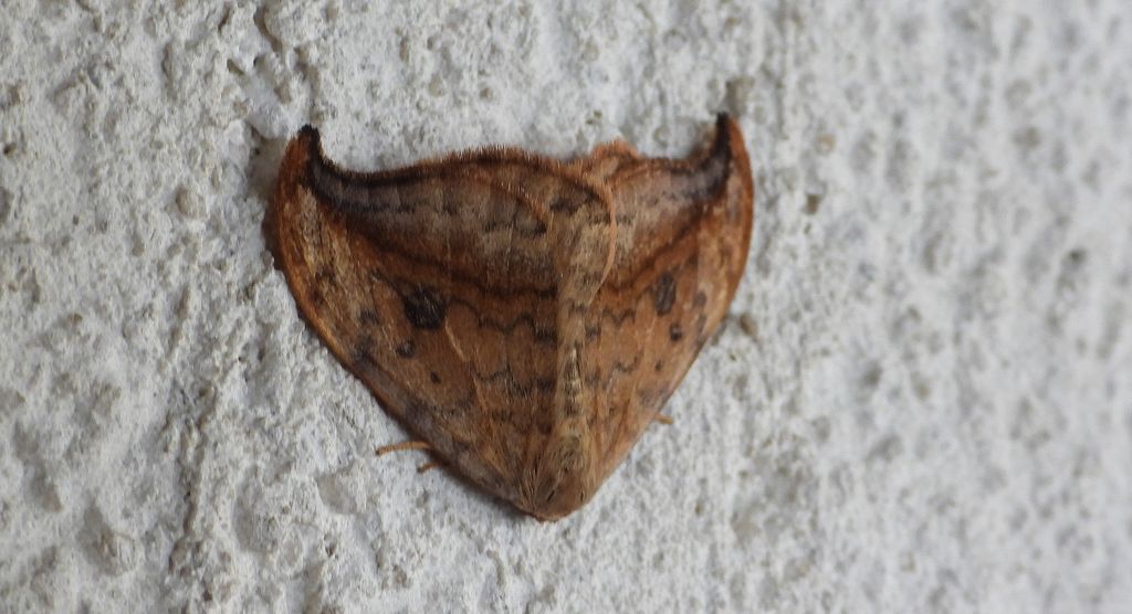Wycinka sierpianka (Drepana falcataria)