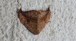 Wycinka sierpianka (Drepana falcataria)