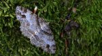 Przylepek zgodniak, paśnik zgodniak (Paradarisa consonaria)