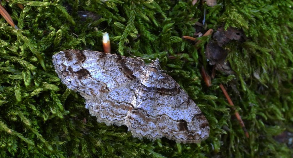 Przylepek zgodniak, paśnik zgodniak (Paradarisa consonaria)