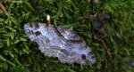 Przylepek zgodniak, paśnik zgodniak (Paradarisa consonaria)