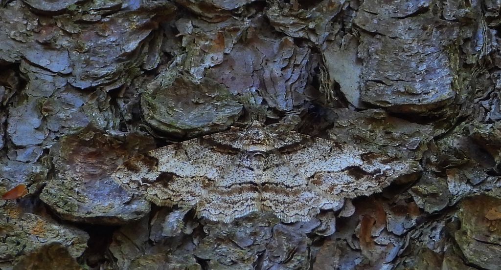 Przylepek zgodniak, paśnik zgodniak (Paradarisa consonaria)