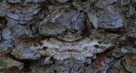 Przylepek zgodniak, paśnik zgodniak (Paradarisa consonaria)