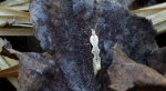 Tantniś krzyżowiaczek (Plutella xylostella)