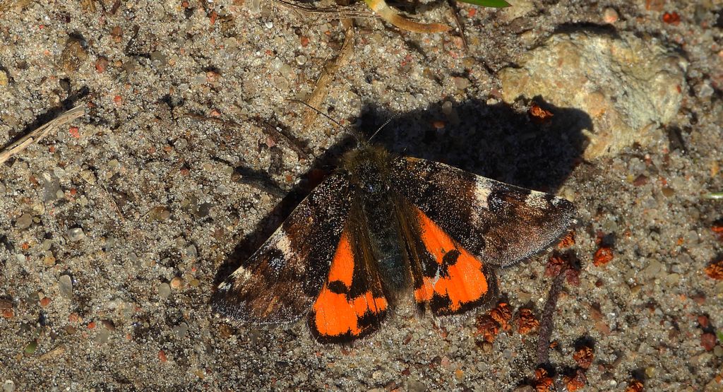 Bęsica osinówka (Boudinotiana notha)