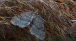 Piędzik siewierak (Operophtera fagata)