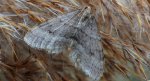 Piędzik siewierak (Operophtera fagata)