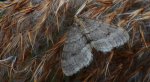 Piędzik siewierak (Operophtera fagata)